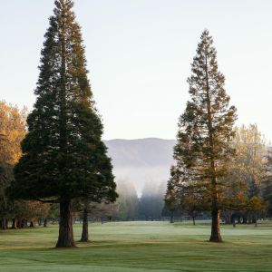 Hole 10 Fairway through Trees